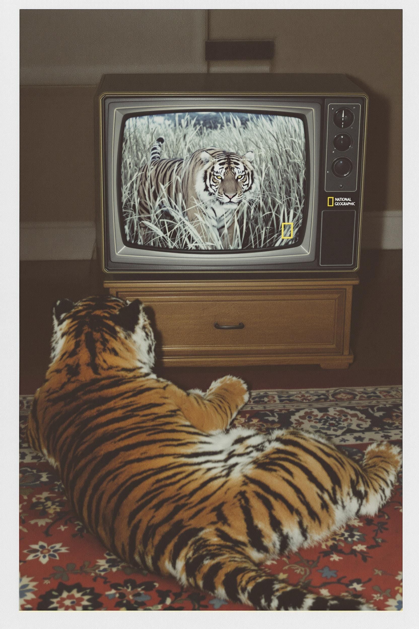 Analog Photo Of A Tiger Watching TV