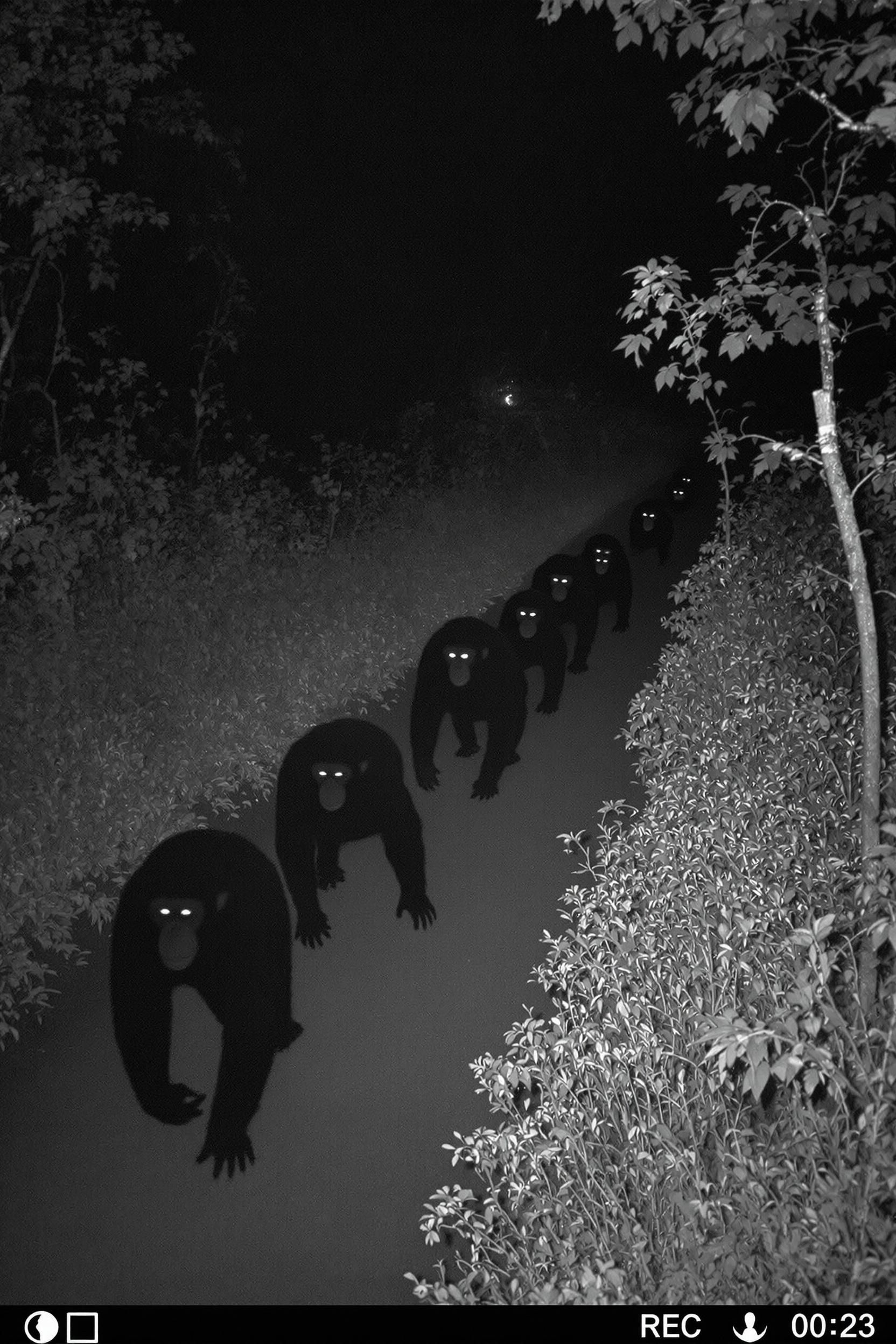 Trailcam Footage